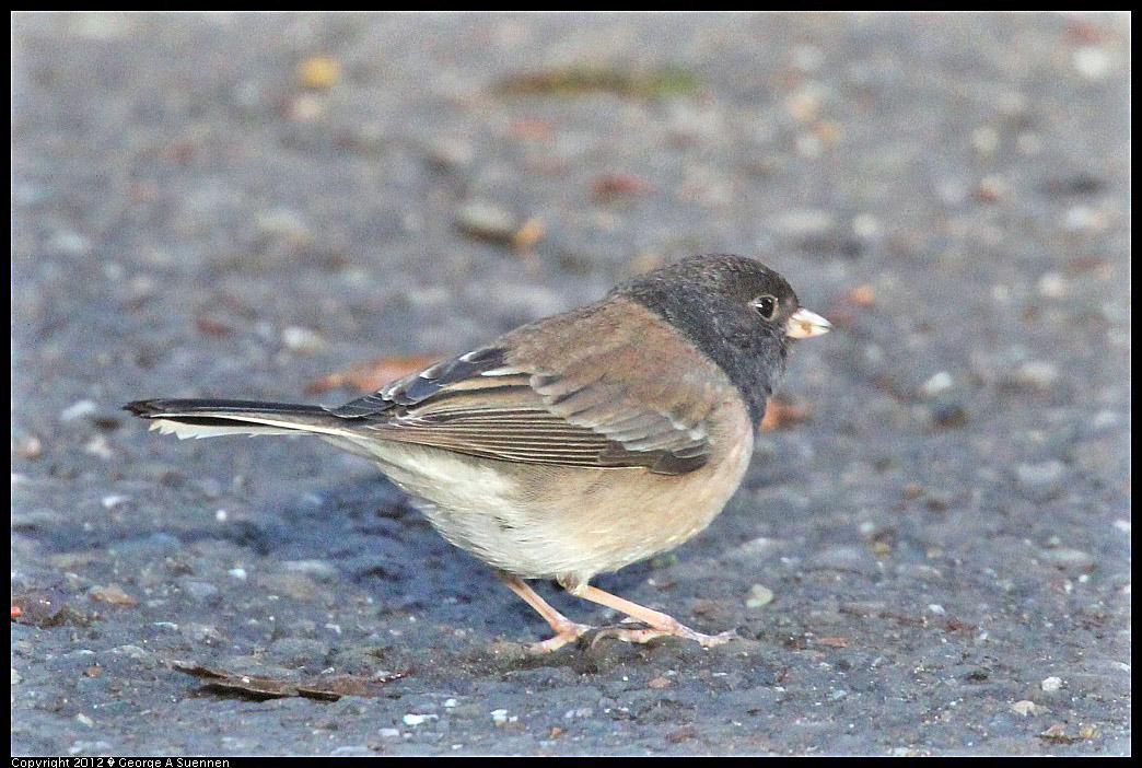 1218-092908-04.jpg - Dark-eyed Junco