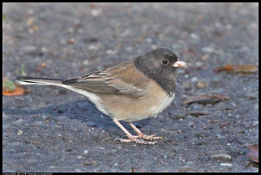 1218-092909-04.jpg - Dark-eyed Junco