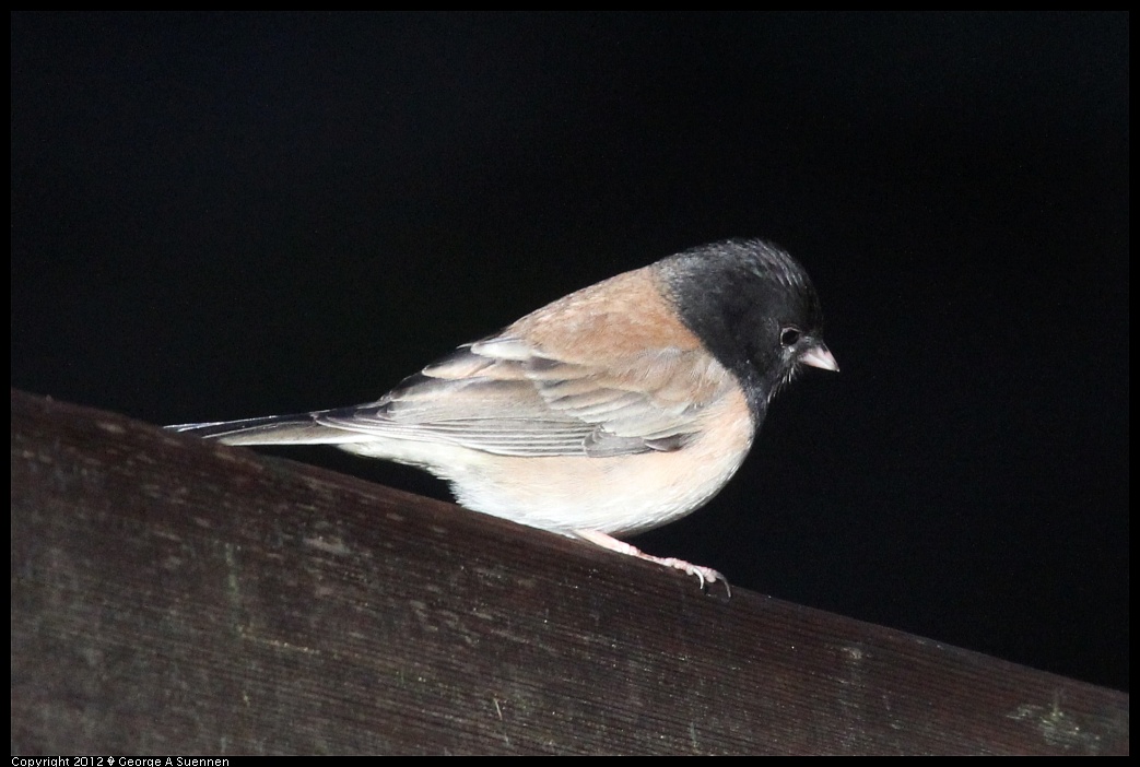 1218-092931-01.jpg - Dark-eyed Junco