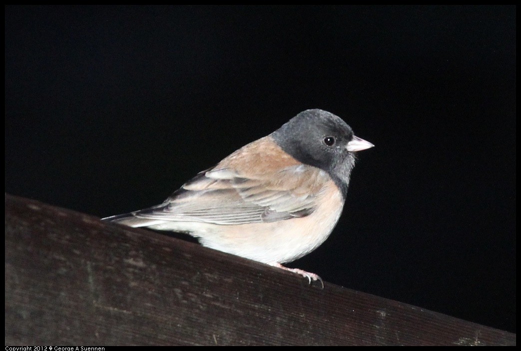 1218-092932-04.jpg - Dark-eyed Junco