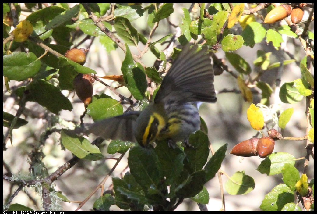 1218-093011-03.jpg - Townsend's Warbler