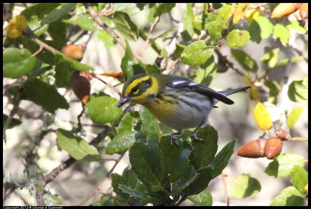 1218-093012-01.jpg - Townsend's Warbler