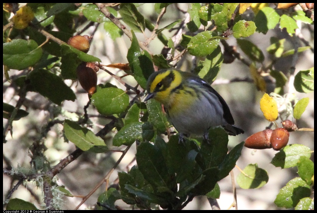 1218-093012-06.jpg - Townsend's Warbler