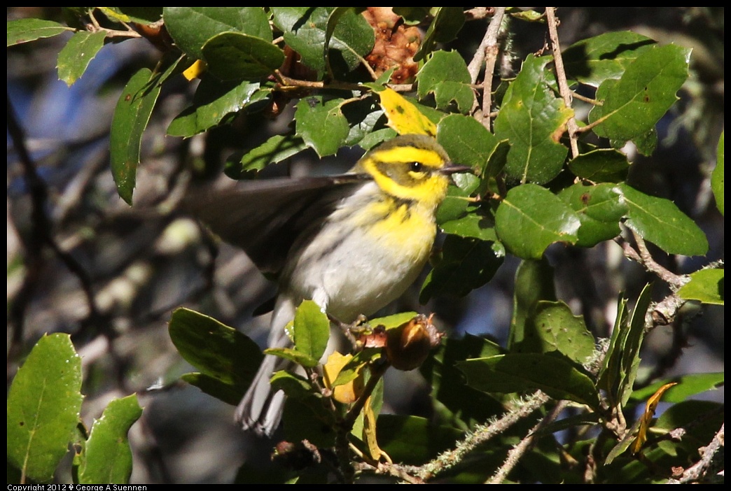 1218-093251-01.jpg - Townsend's Warbler