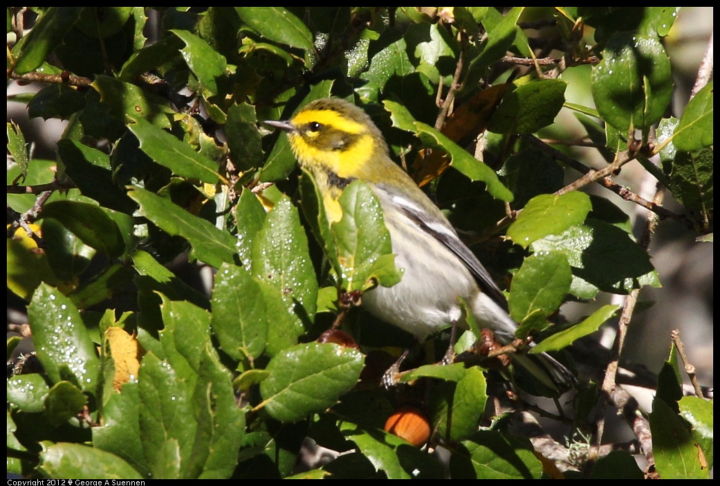 1218-093304-01.jpg - Townsend's Warbler