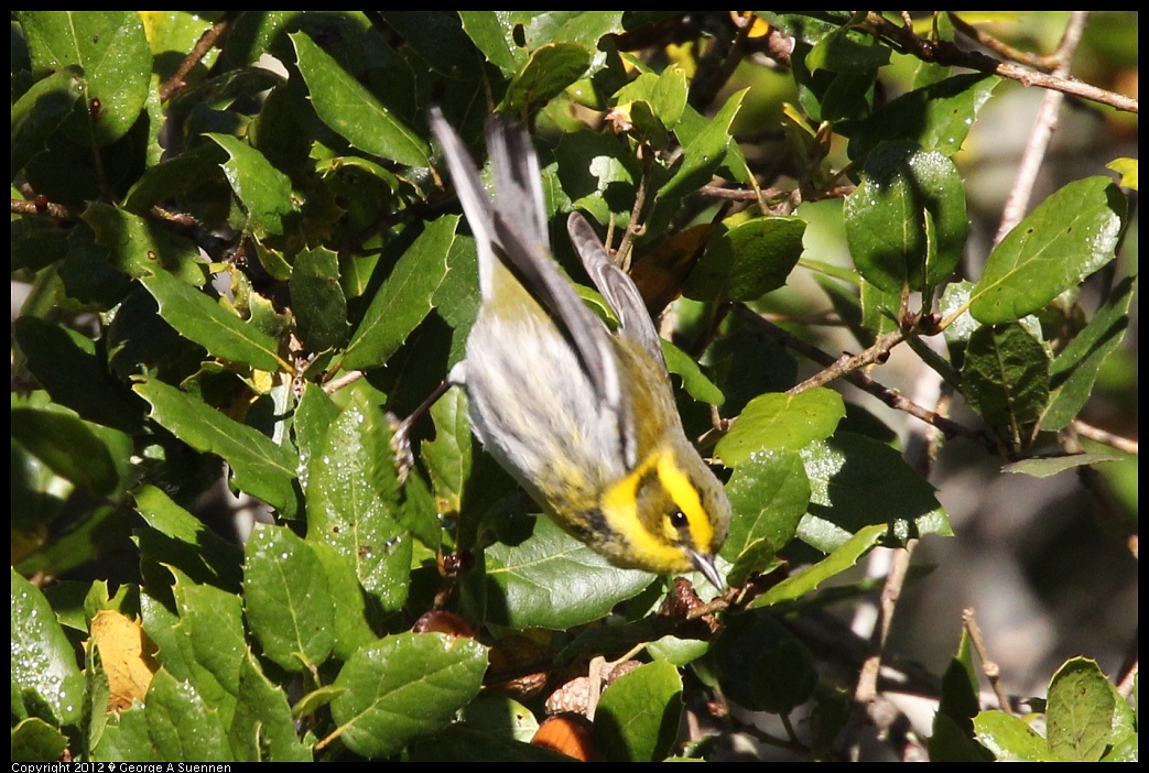 1218-093307-02.jpg - Townsend's Warbler