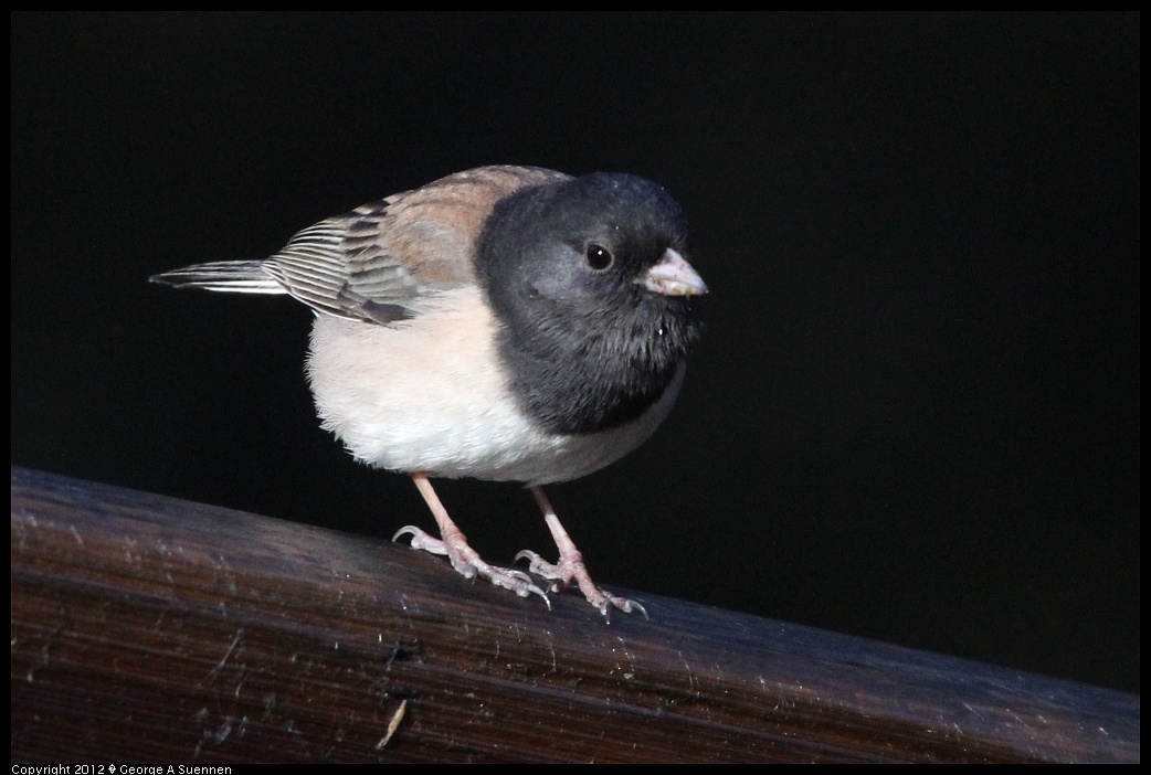 1218-093343-02.jpg - Dark-eyed Junco