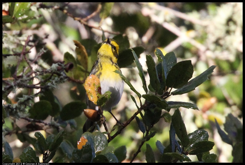 1218-093408-01.jpg - Townsend's Warbler