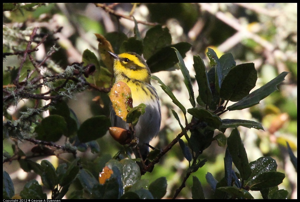 1218-093408-04.jpg - Townsend's Warbler