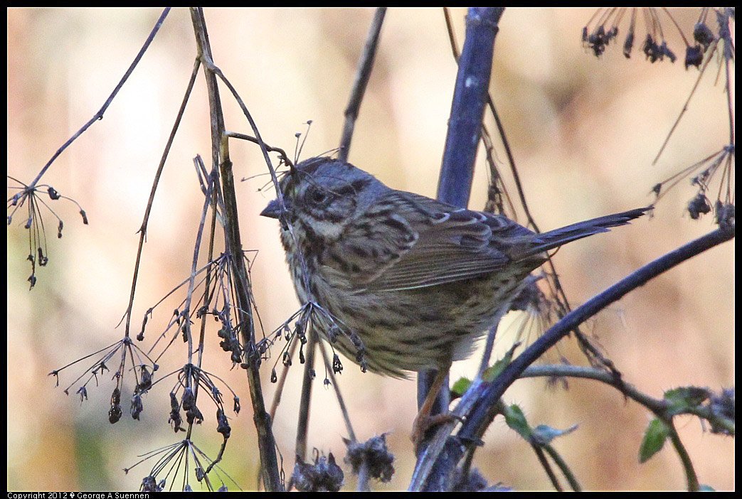 1218-093455-01.jpg - Song Sparrow