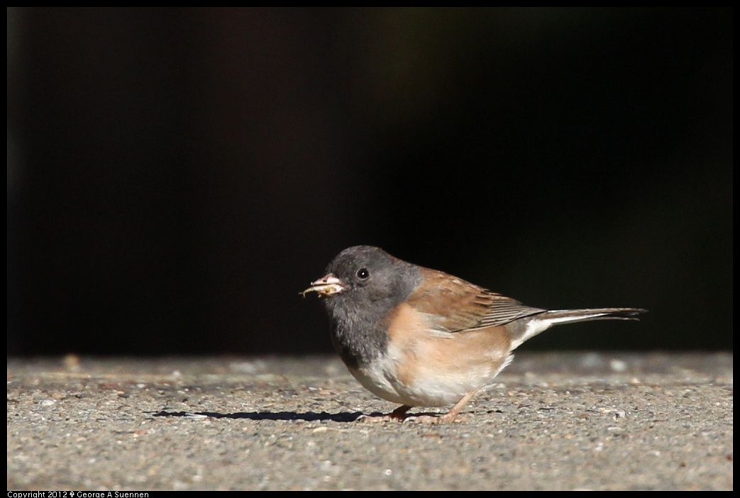 1218-094234-04.jpg - Dark-eyed Junco