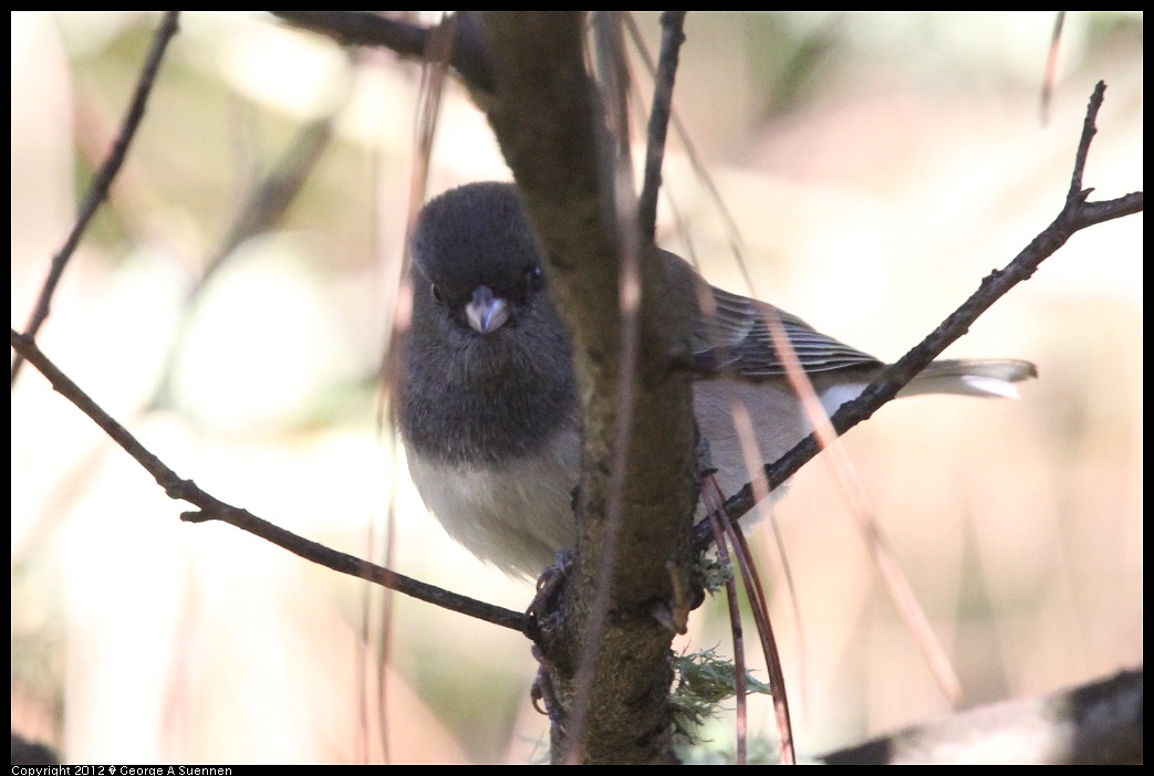 1218-095421-01.jpg - Dark-eyed Junco