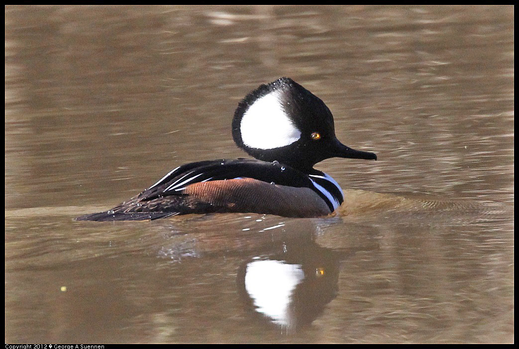 1218-100613-03.jpg - Hooded Merganser