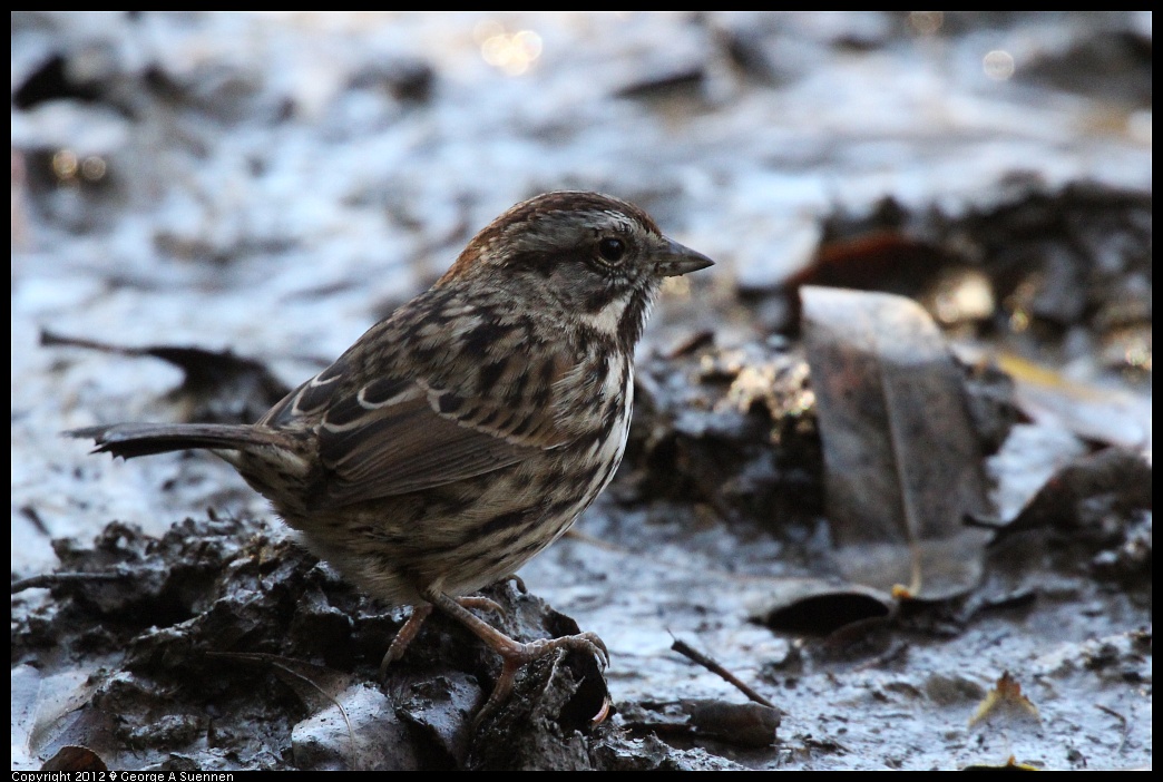 1218-100645-01.jpg - Song Sparrow