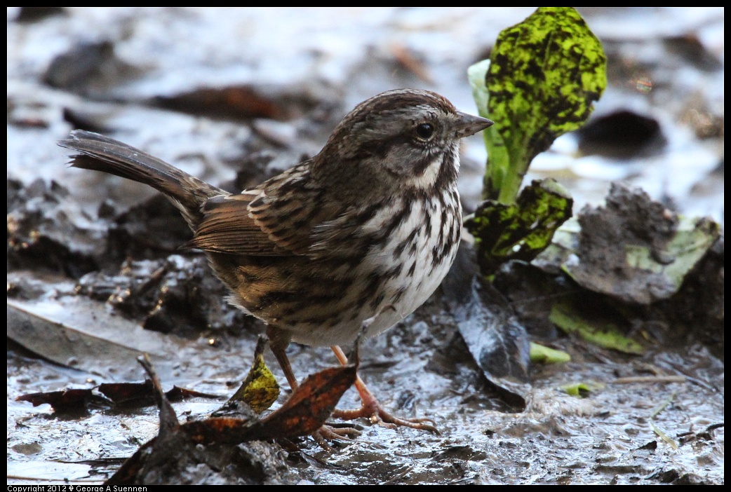 1218-100650-01.jpg - Song Sparrow