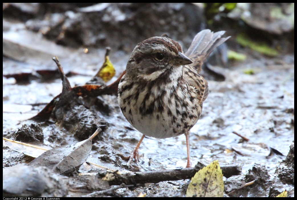 1218-100652-05.jpg - Song Sparrow