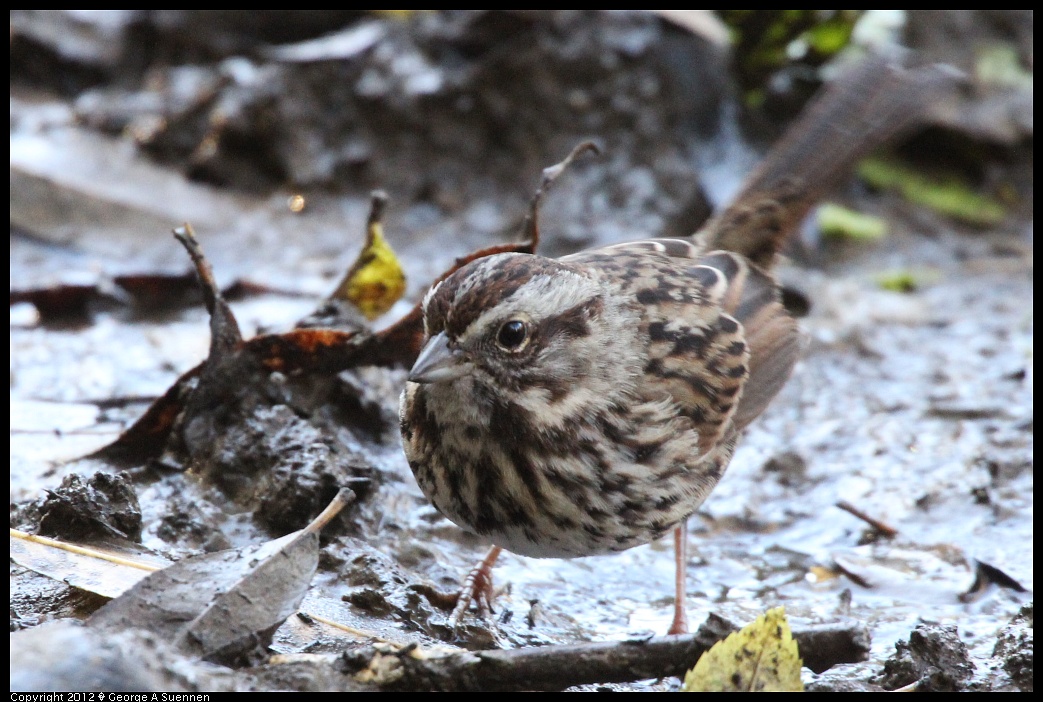 1218-100653-01.jpg - Song Sparrow