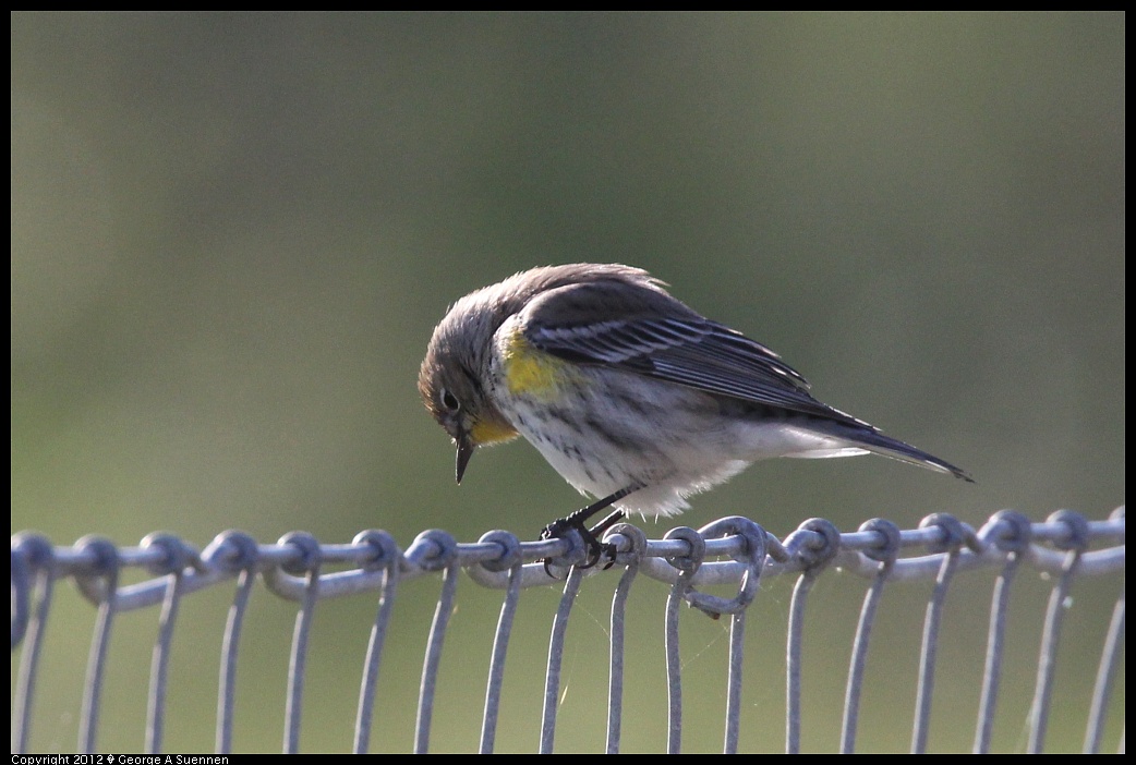 1220-094029-02.jpg - Yellow-rumped Warbler