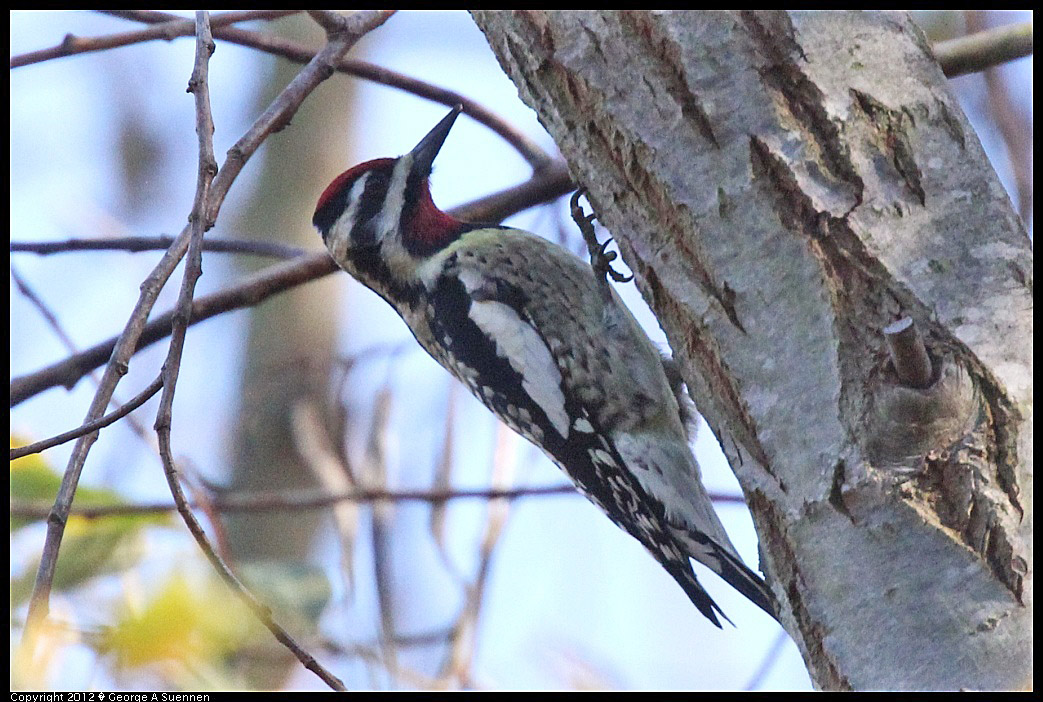 1220-140808-04.jpg - Yellow-bellied Sapsucker