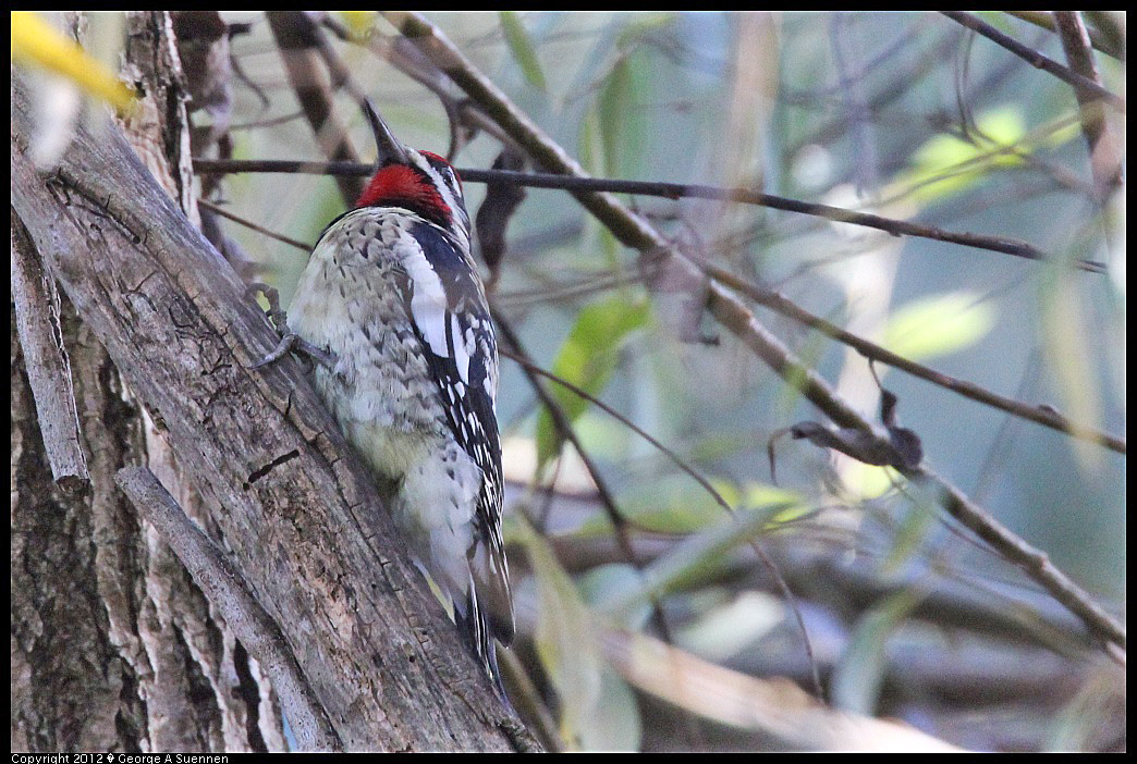 1220-143053-05.jpg - Yellow-bellied Sapsucker