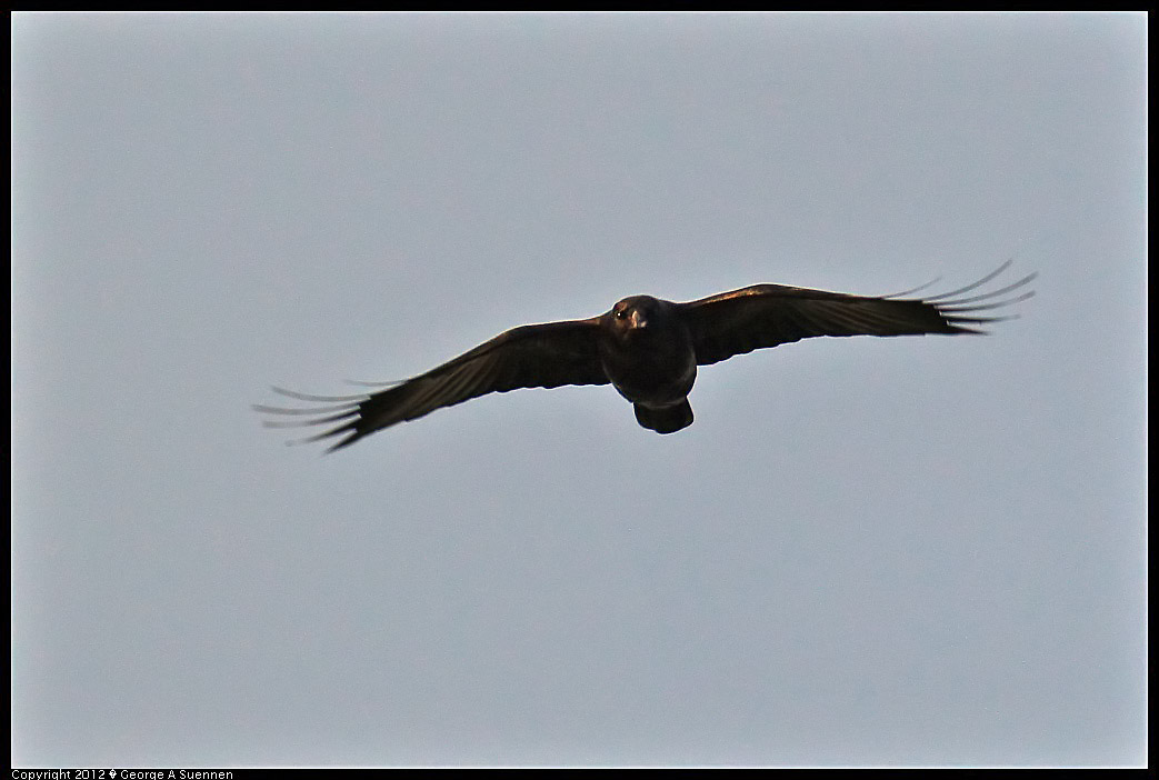 1222-161735-02.jpg - American Crow