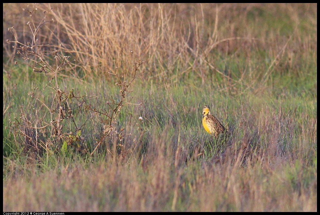 1222-161809-02.jpg - Western Meadowlark