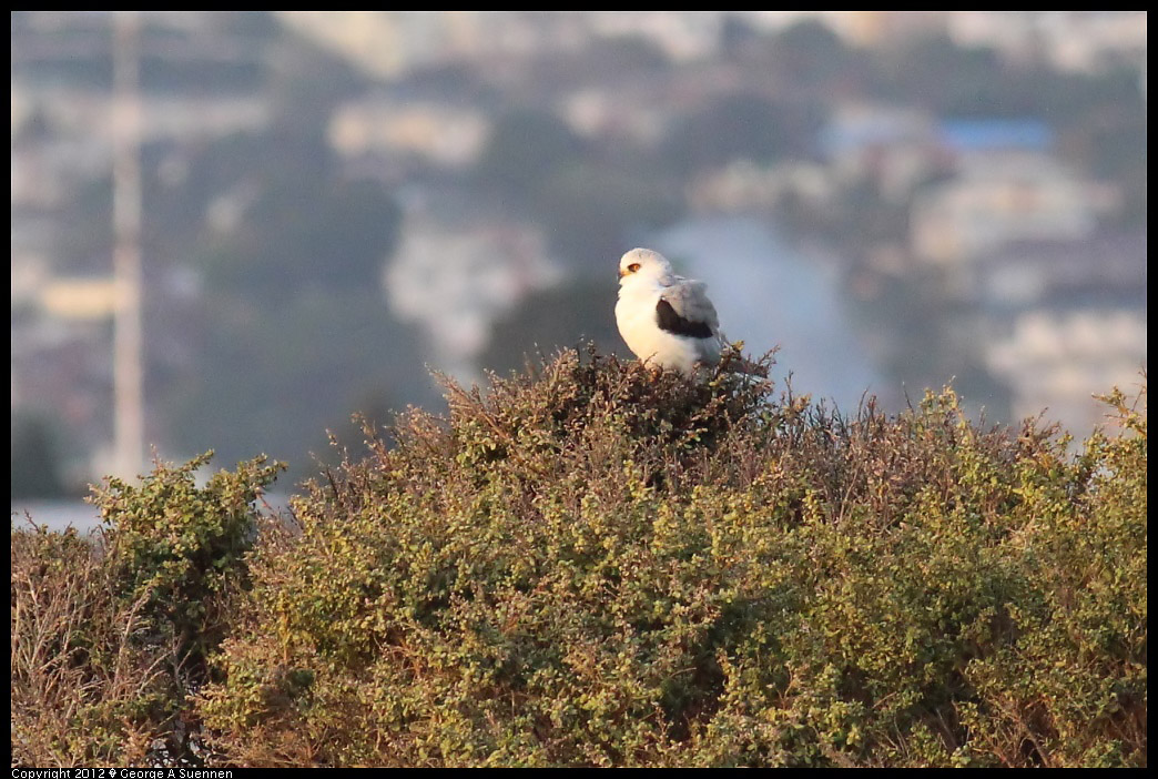 1222-162201-02.jpg - White-tailed Kite