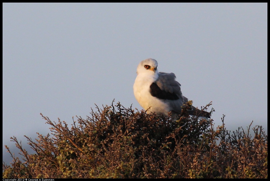 1222-162407-06.jpg - White-tailed Kite