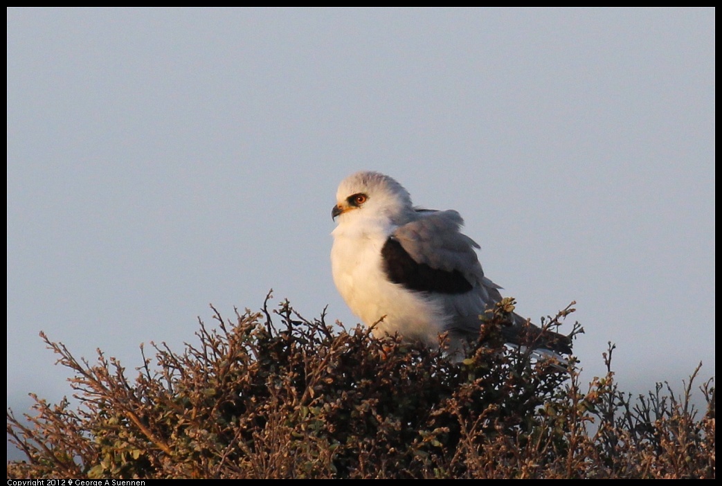 1222-162411-02.jpg - White-tailed Kite