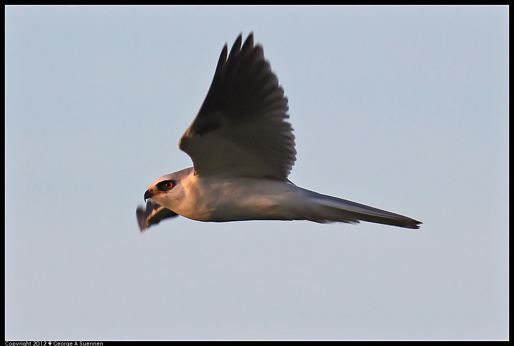 1222-162425-04.jpg - White-tailed Kite