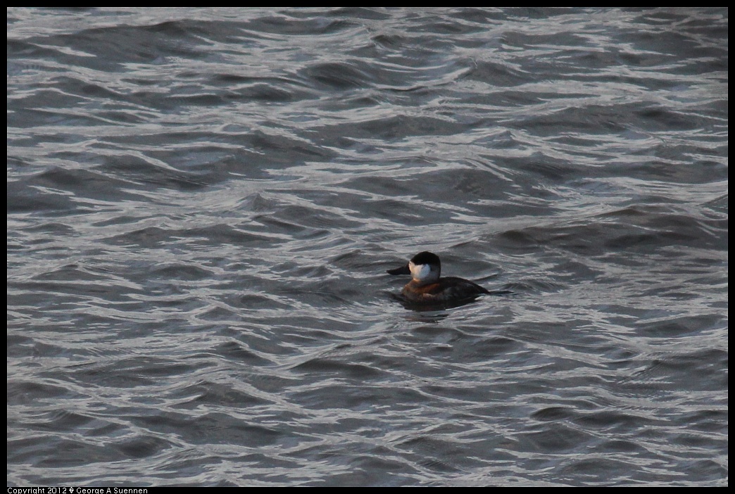 1222-162838-02.jpg - Ruddy Duck