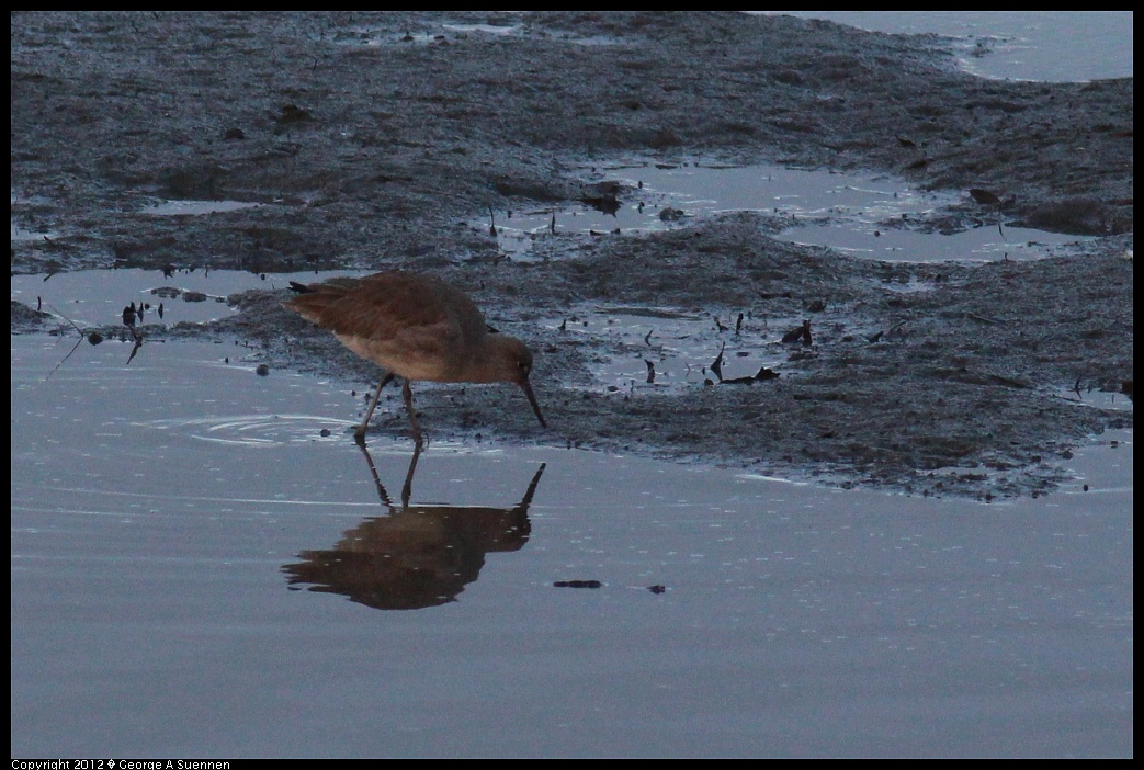 1222-163221-01.jpg - Willet