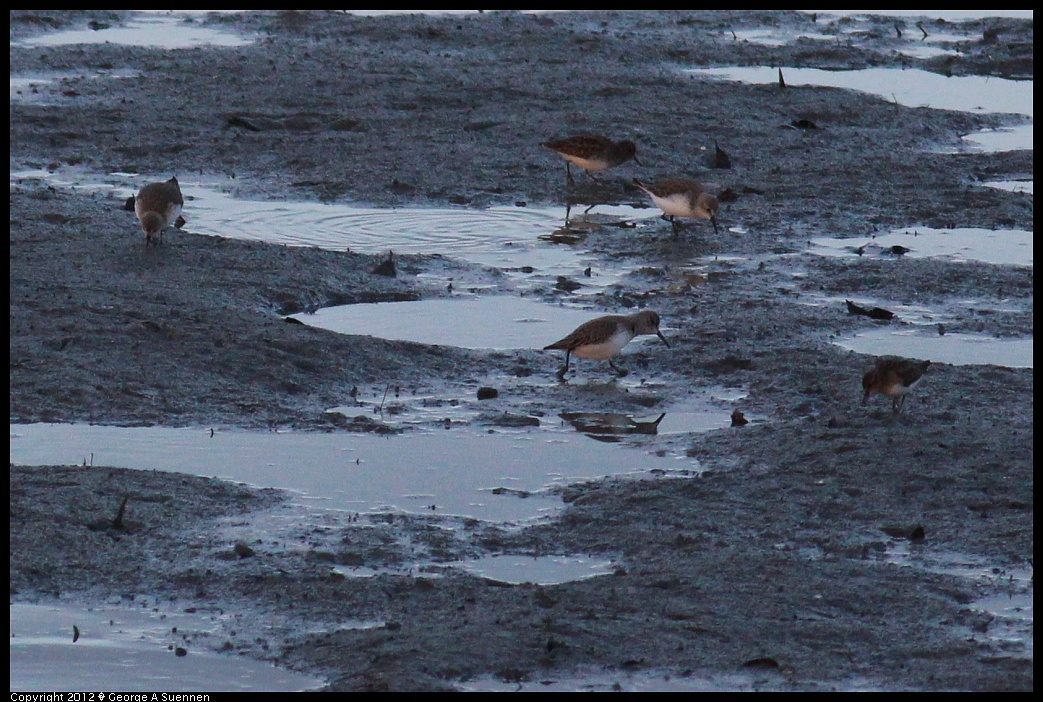 1222-163224-02.jpg - Dunlin and Western Sandpiper