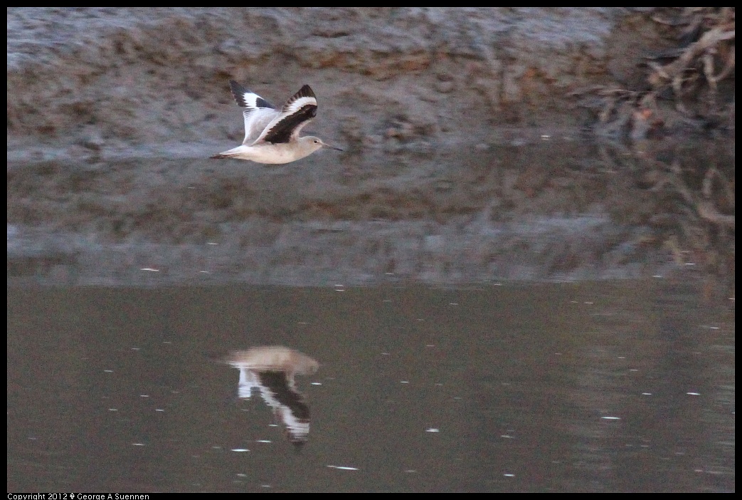 1222-163728-03.jpg - Willet