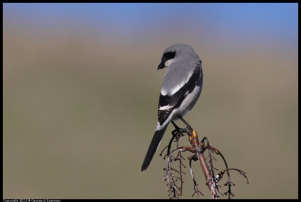 1227-115118-02.jpg - Loggerhead Shrike