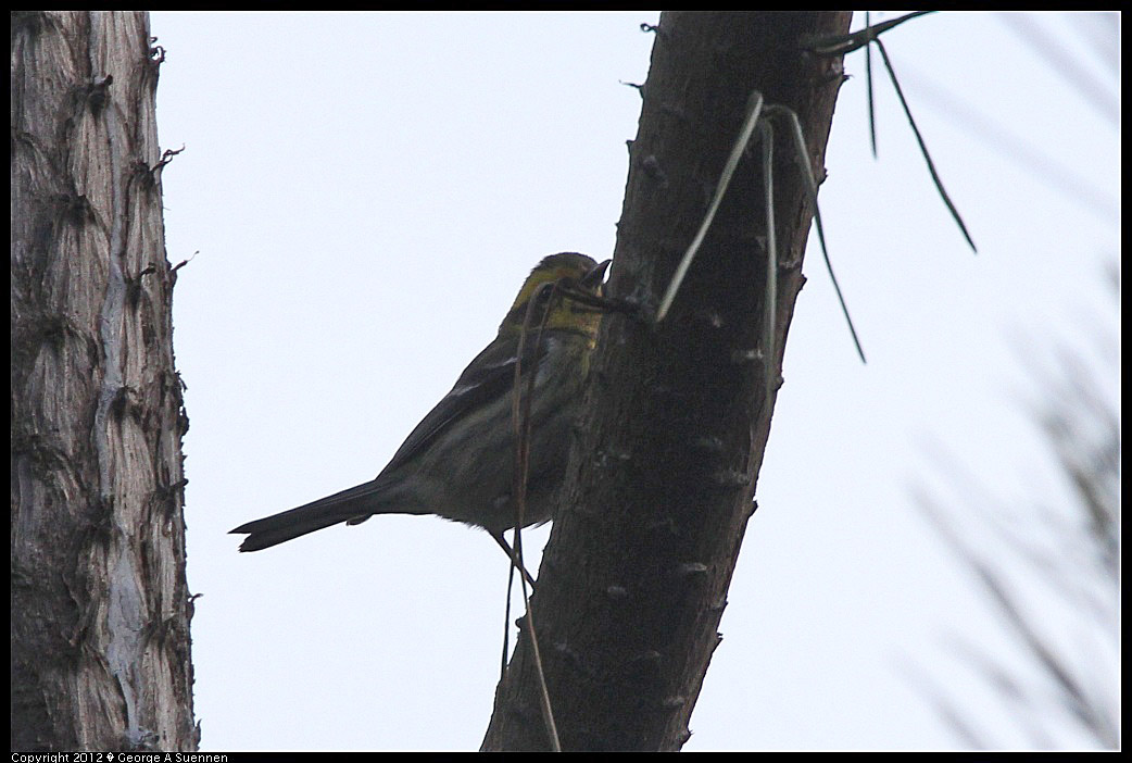 1231-094642-04.jpg - Townsend's Warbler