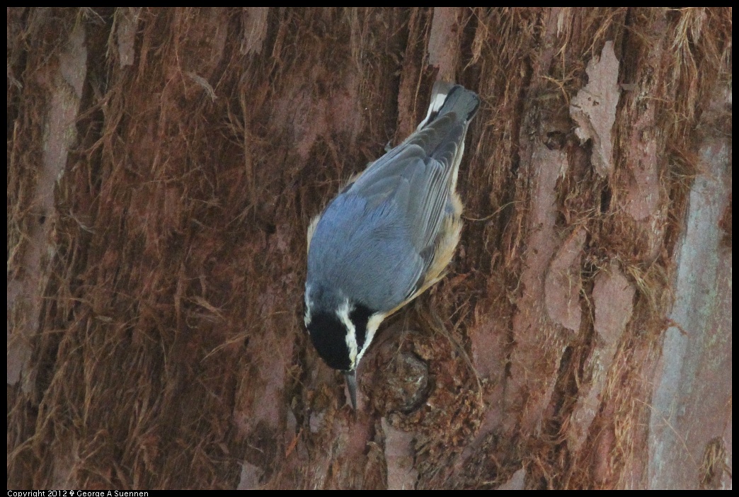 1231-094950-02.jpg - Red-breasted Nuthatch