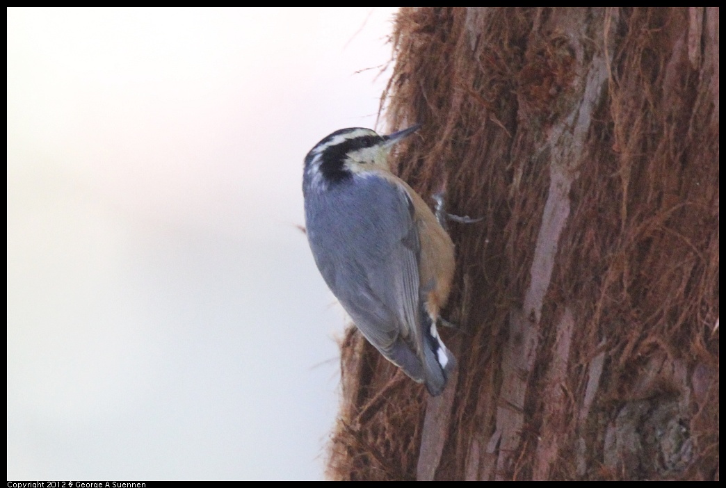 1231-094956-02.jpg - Red-breasted Nuthatch