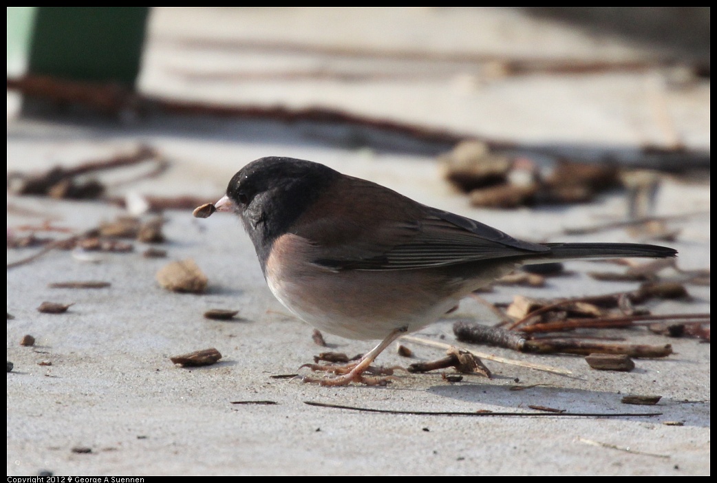 1231-095059-02.jpg - Dark-eyed Junco