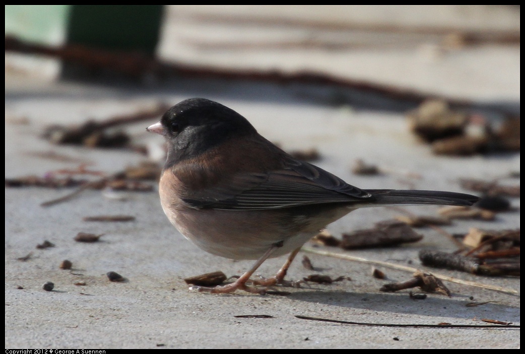 1231-095059-04.jpg - Dark-eyed Junco