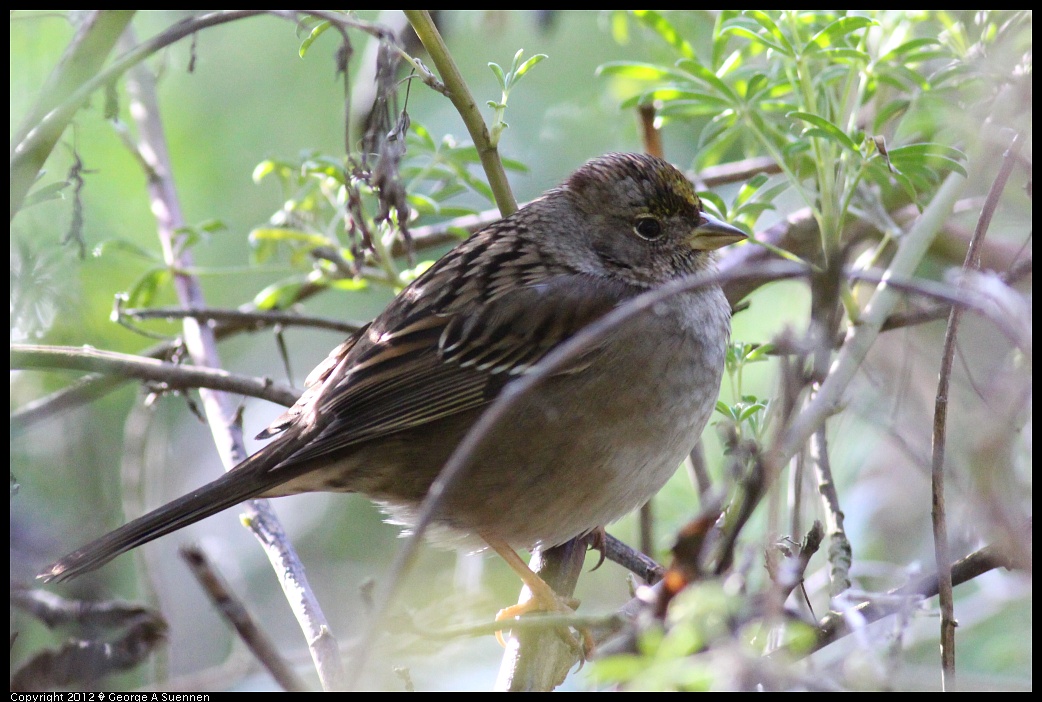 1231-095222-04.jpg - Golden-crowned Sparrow