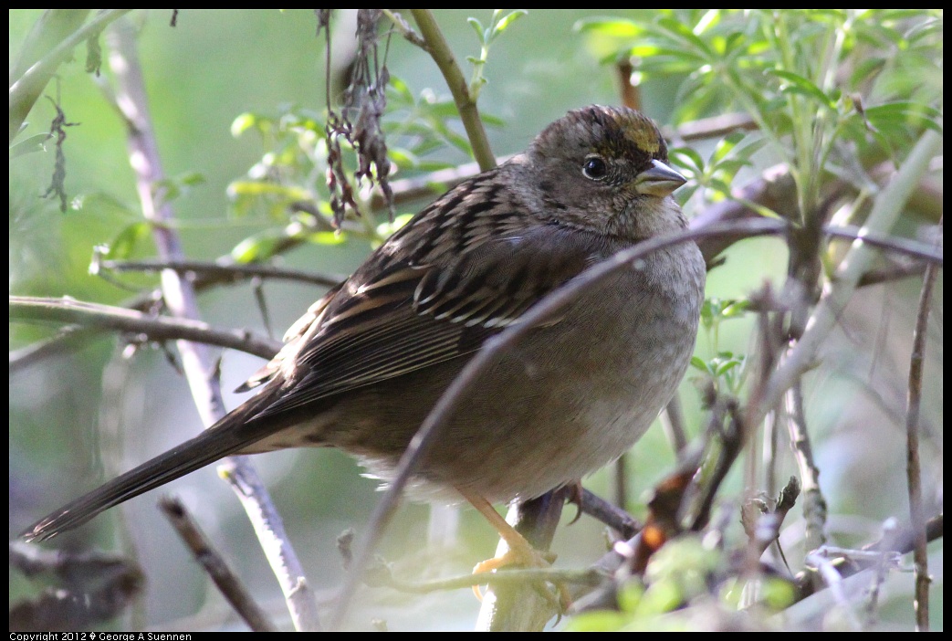 1231-095224-02.jpg - Golden-crowned Sparrow