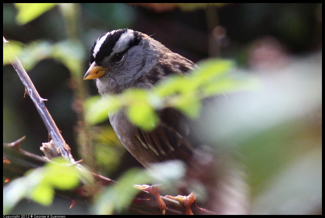 1231-095257-03.jpg - White-crowned Sparrow