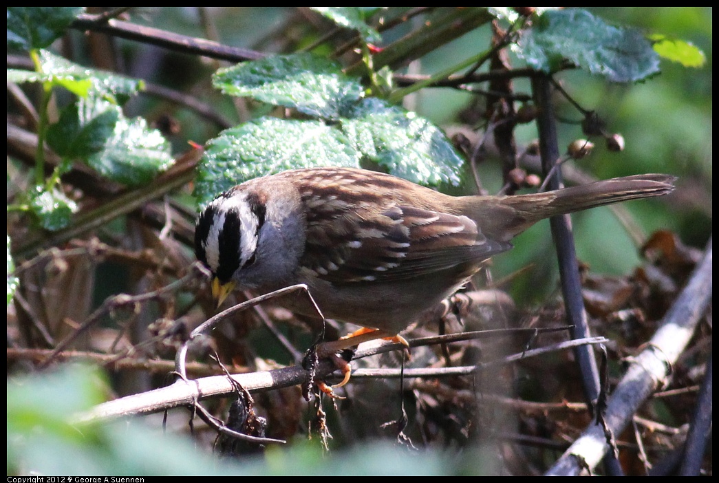 1231-095309-01.jpg - White-crowned Sparrow