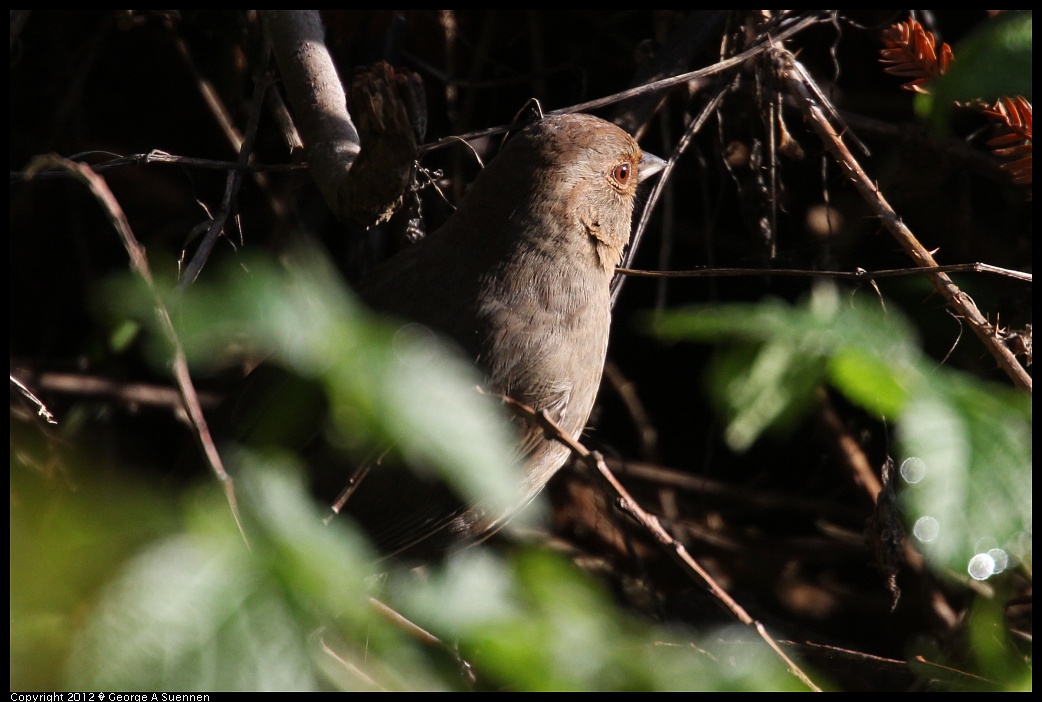 1231-095349-03.jpg - California Towhee