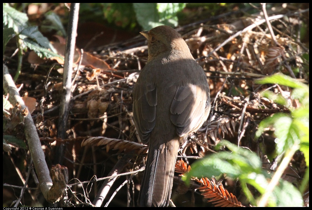 1231-095355-02.jpg - California Towhee