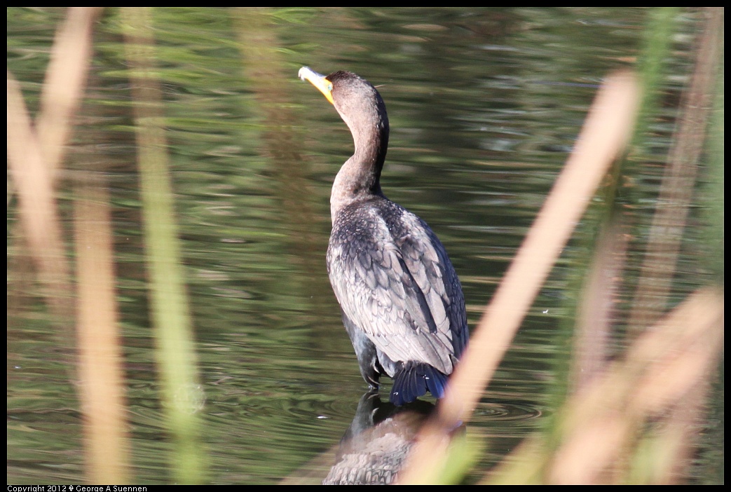 1231-100102-05.jpg - Double-crested Cormorant