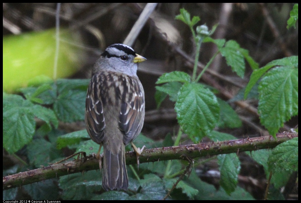 1231-100230-02.jpg - White-crowned Sparrow