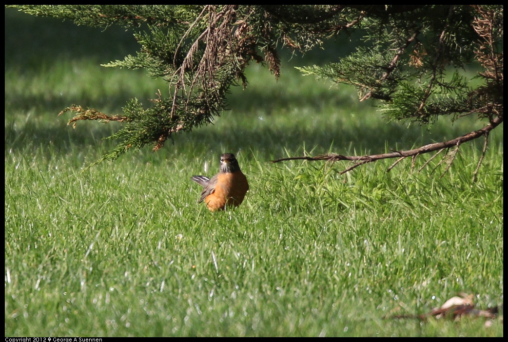 1231-101220-01.jpg - American Robin