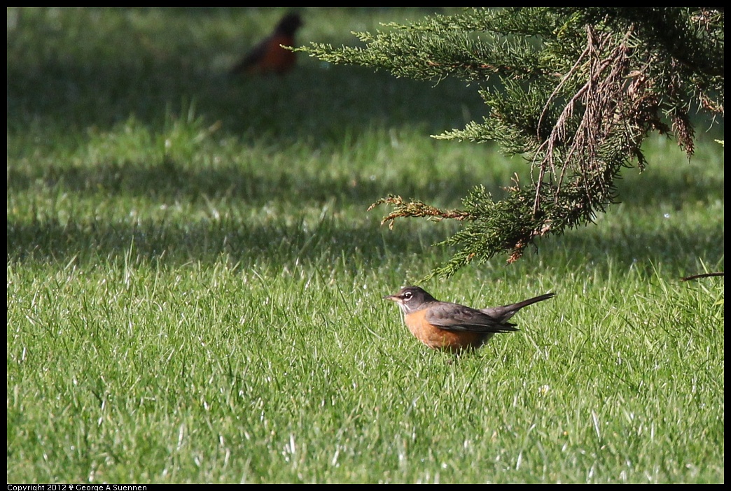 1231-101227-01.jpg - American Robin